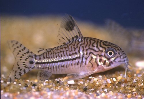 CORYDORAS TRILINEATUS